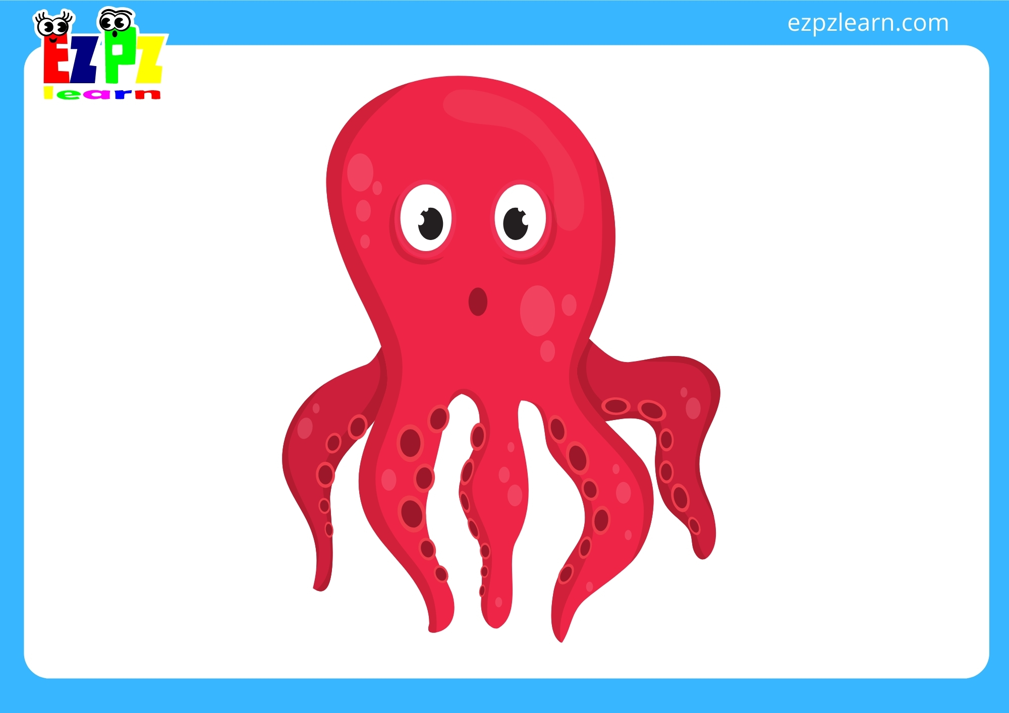 octopus
